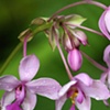 All Purple