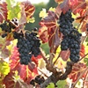 Valley of the Moon Winery