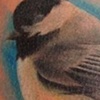 Black Capped Chicakdee Color Photorealism