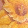 Yellow Daffodil Color Photorealism
