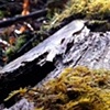fallen tree