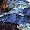 moldy wood never looked so good
