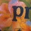 primroses