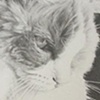 "Josie" - 2009 Pencil on Bristol
