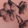 Cherry Blossoms Soft Photorealism Grey-Wash