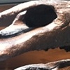 OMGSTEGOSAURUS
