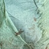 New Cover-Up Sneak Peek