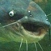 HAPPIEST FISH EVER!!
