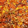 Autumn on Fire