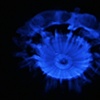 I Sky You, 2009