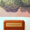 Detail Cabbage 1 (a man alive who sees a fellow man die can survive only beside himself)