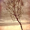 winter tree