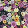 In Bloom
