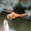 Golden Dragon Fly I