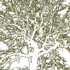 Twisted Oak