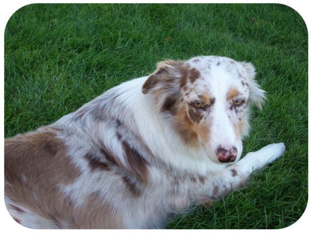 poggo the three legged wonder dog