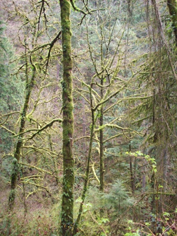 portland