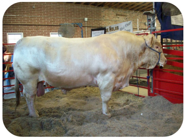 3000 lbs bull