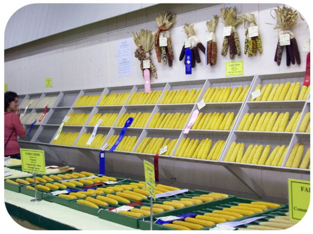 greata hearts corn
