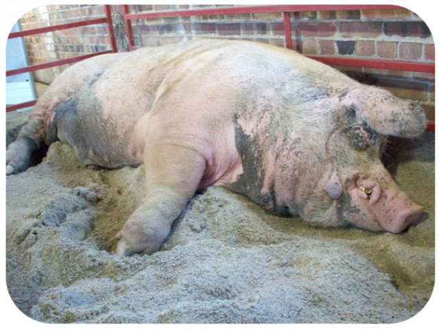 1200 lbs pig