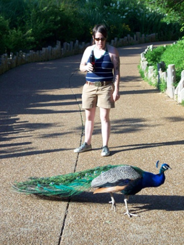 peacock