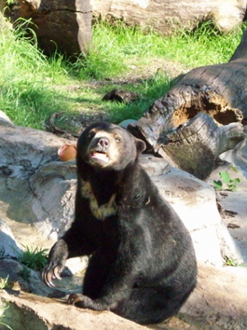 sun bear