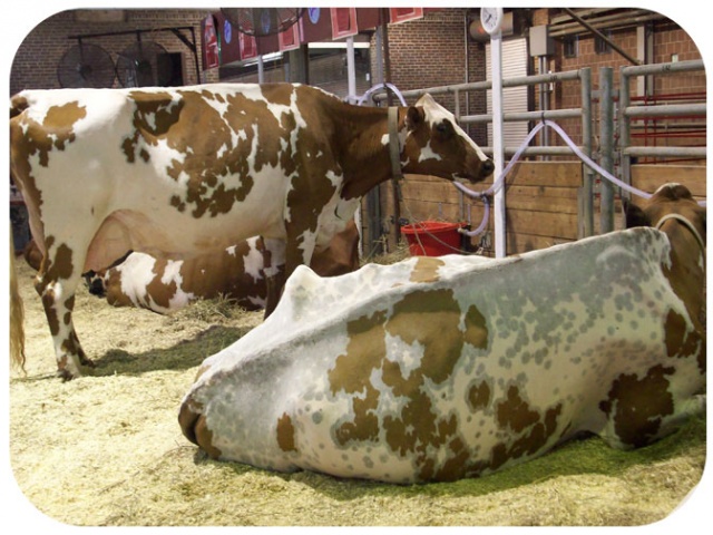 neopolitan cows