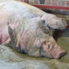 1200 lbs pig