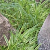 pretty bird