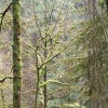 portland