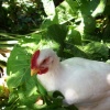 meat bird