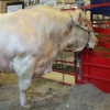 3000 lbs bull