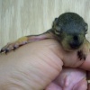 baby squirrel