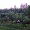 garden at the circus