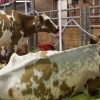 neopolitan cows
