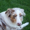 poggo the three legged wonder dog
