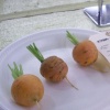 carrot competition