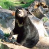 sun bear