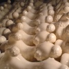 PODDLE LEGGO LANDSCAPE (DETAIL)