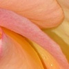 Petals