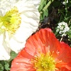 Poppies