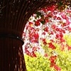 Getty Centre Garden 4