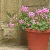 Madonna and Child in the Garden
