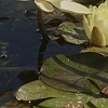 Lilies