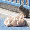 Squirrel