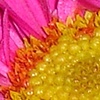 Magenta Floral
