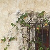 Vines