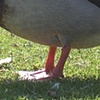 Quackers at the Park