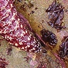 Starfish