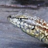 Lizard